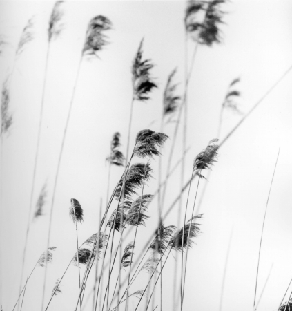 serie 'In Padule'