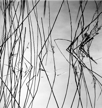 serie 'In Padule'