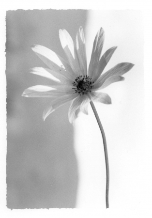 serie 'Fiori'